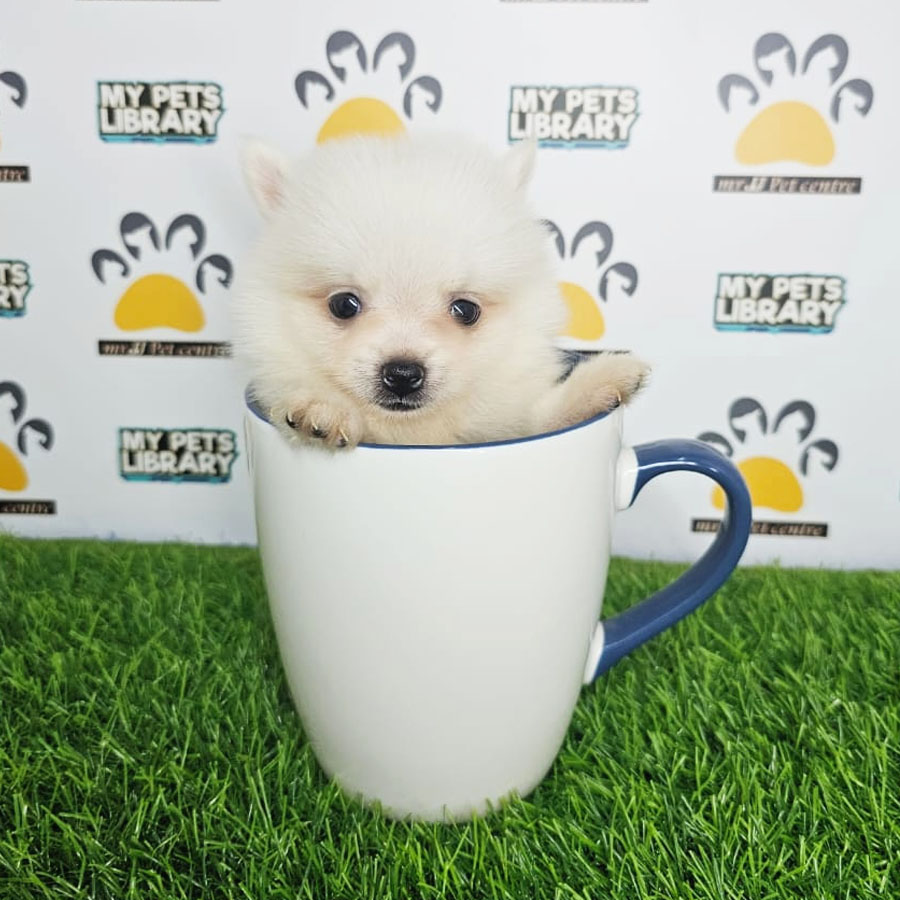 Teacup Pomeranian Puppy (Male) For Sale