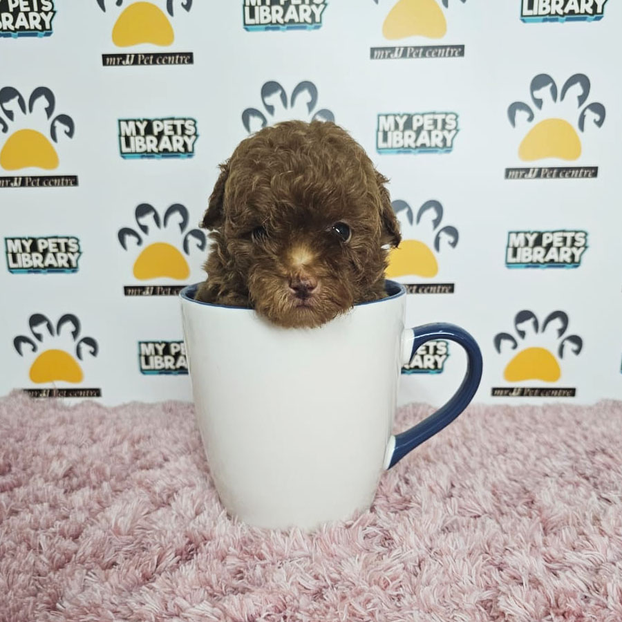 Teacup Poodle Puppy (Female) For Sale