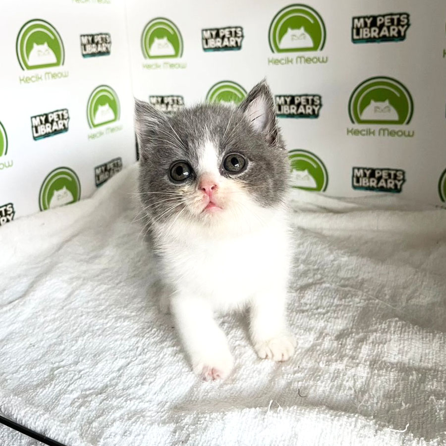 British Shorthair Kitten (Male) For Sale