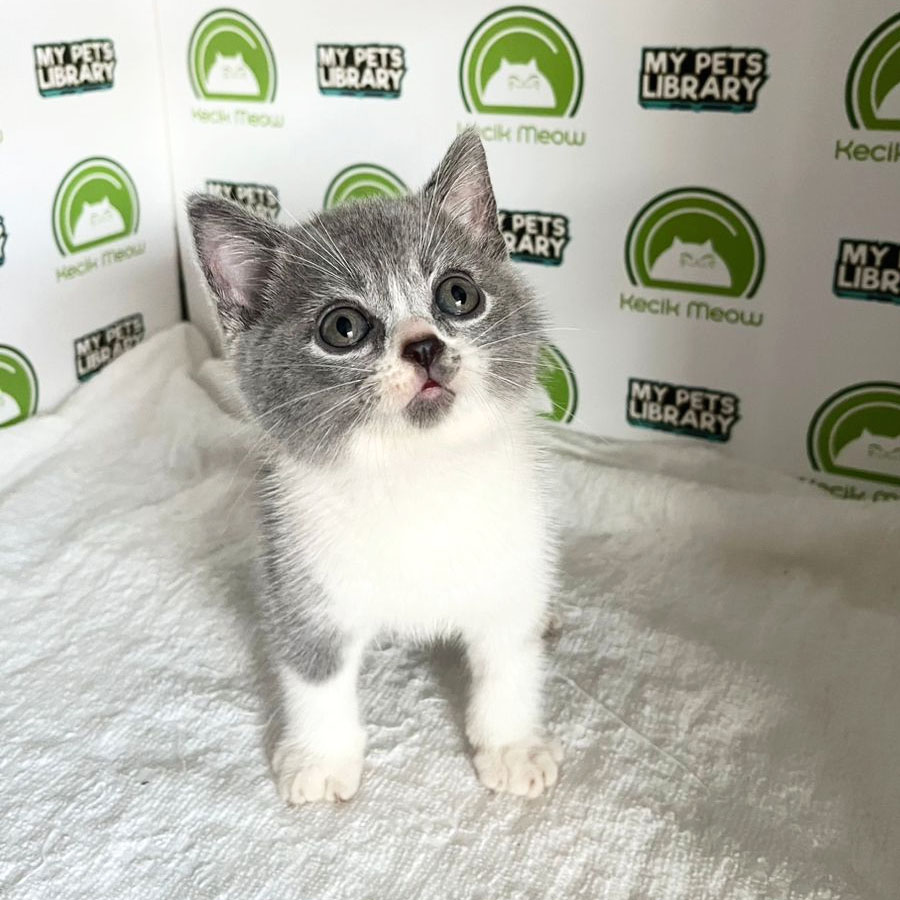 British Shorthair Kitten (Female) For Sale
