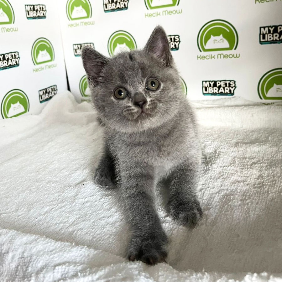 British Shorthair Kitten (Female) For Sale