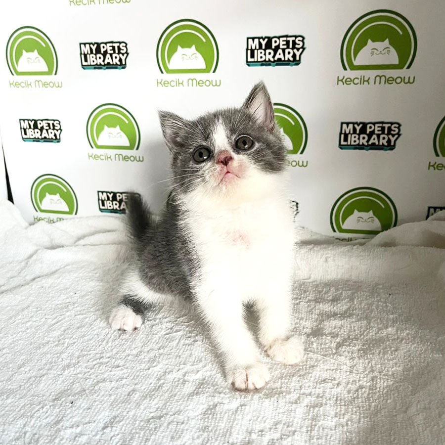 British Shorthair Kitten (Female) For Sale