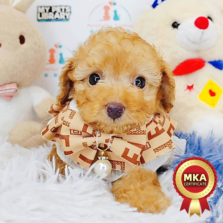 MKA Toy Poodle Puppy (Male) For Sale