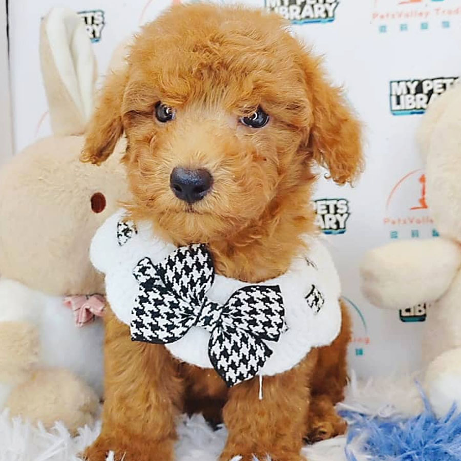 Toy Poodle Puppy (Female) For Sale
