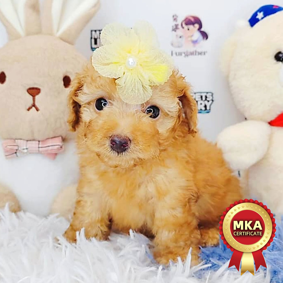 MKA Toy Poodle Puppy (Male) For Sale