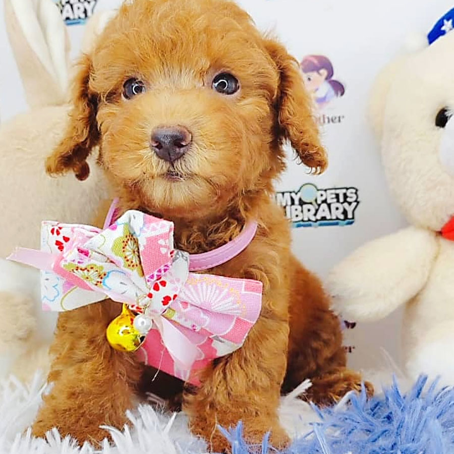 Toy Poodle Puppy (Female) For Sale