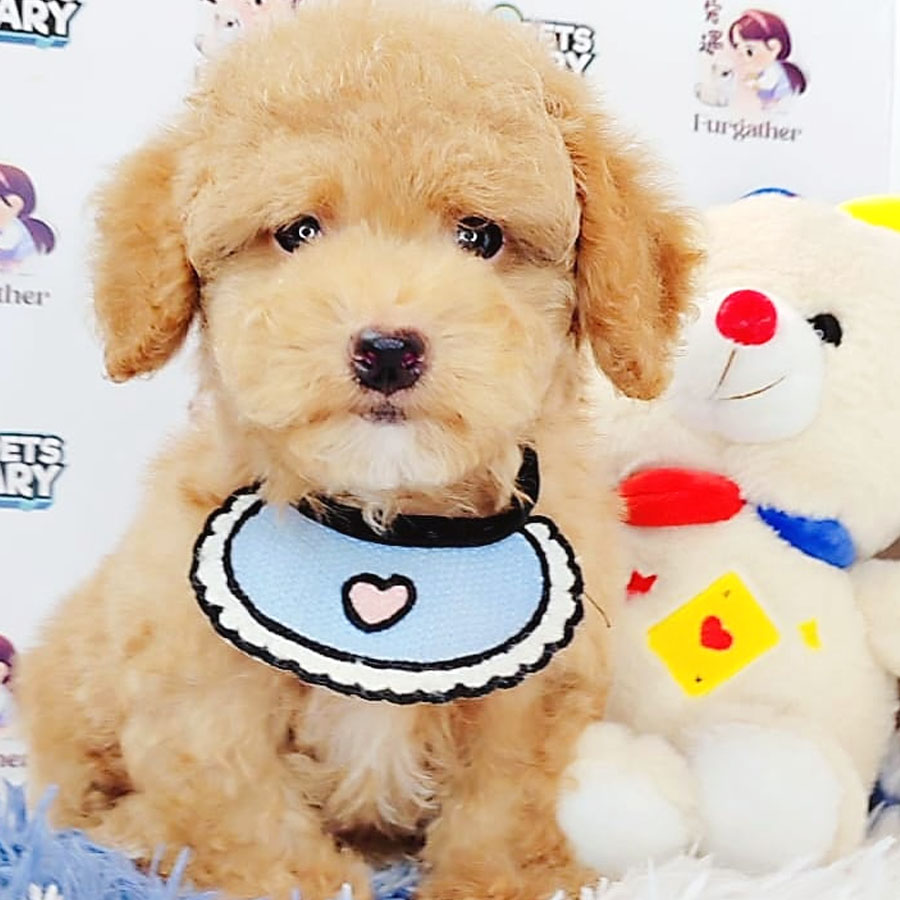 Toy Poodle Puppy (Male) For Sale
