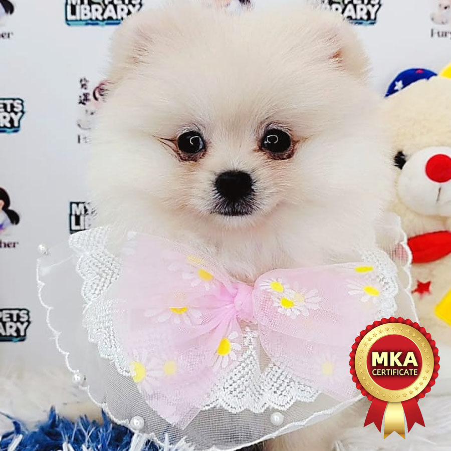 MKA Pomeranian Puppy (Male) For Sale
