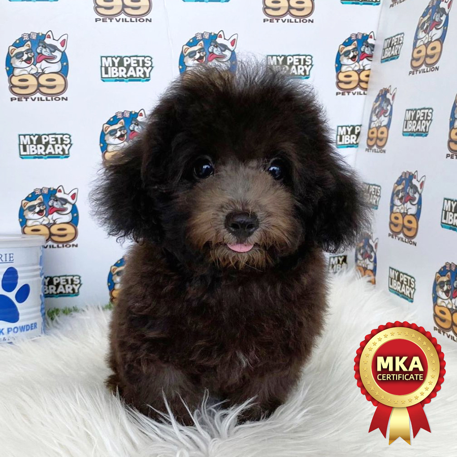 MKA Toy Poodle Puppy (Male) For Sale