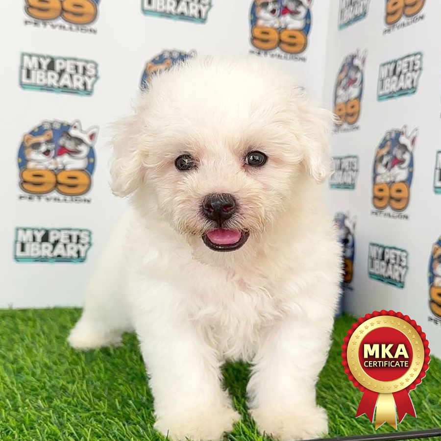 MKA Bichon Frise Puppy (Male) For Sale