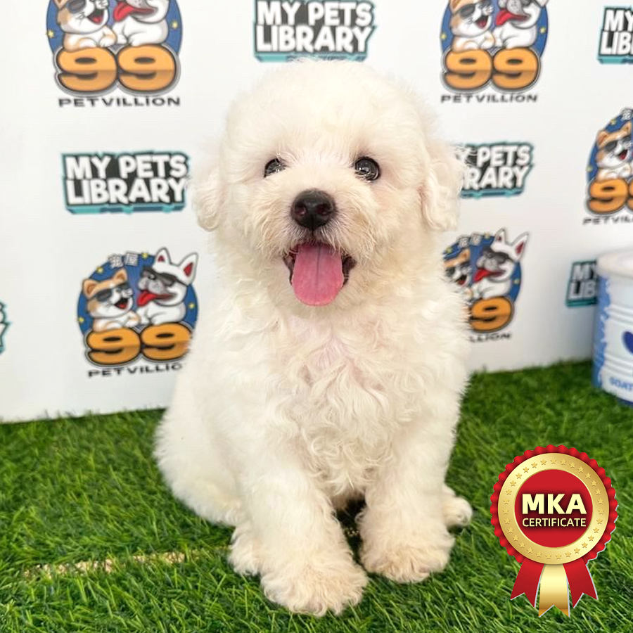 MKA Bichon Frise Puppy (Male) For Sale
