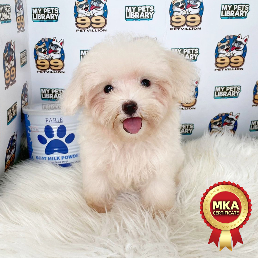 MKA Maltese Puppy (Male) For Sale