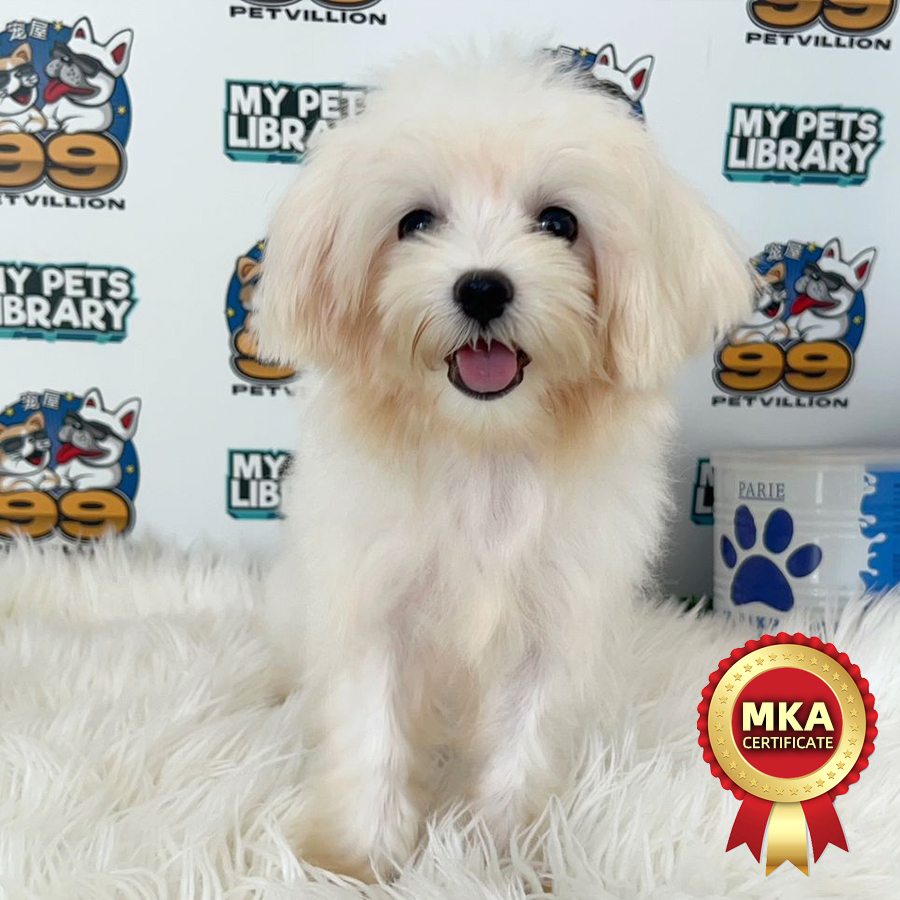 MKA Maltese Puppy (Female) For Sale