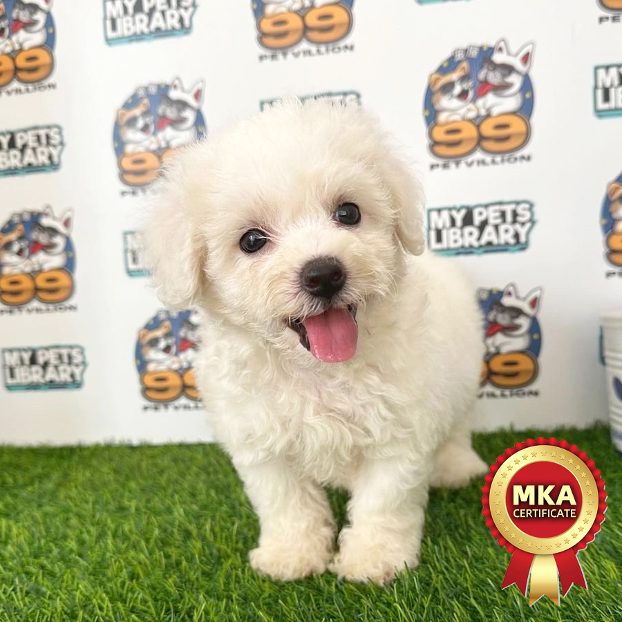 MKA Bichon Frise Puppy (Male) For Sale
