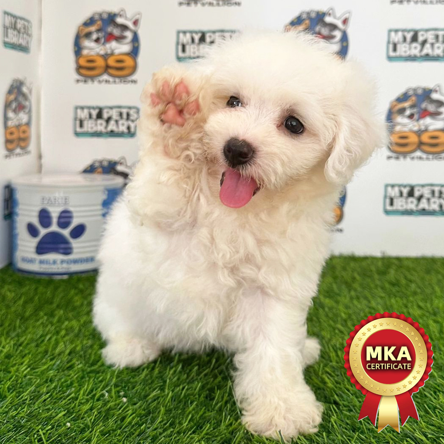 MKA Bichon Frise Puppy (Female) For Sale