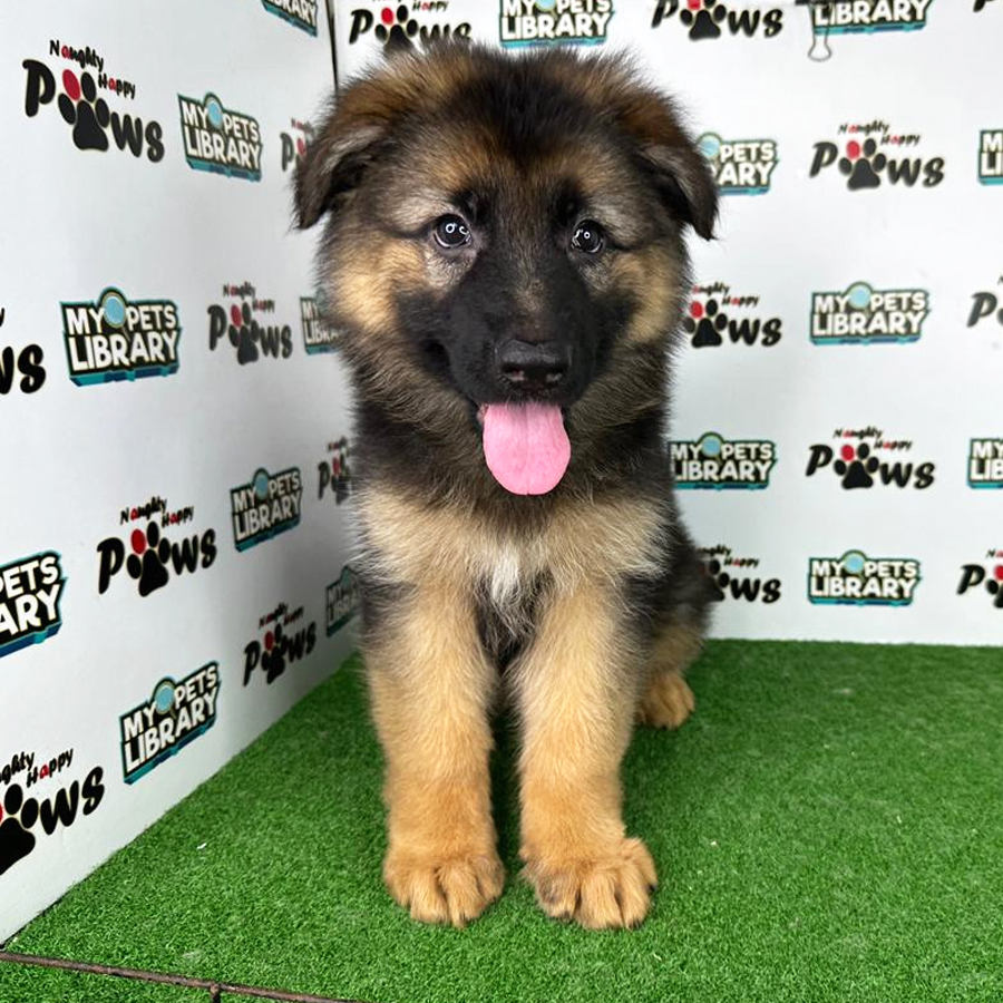 German Shepherd Puppy (Male) For Sale