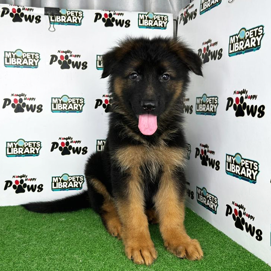 German Shepherd Puppy (Male) For Sale