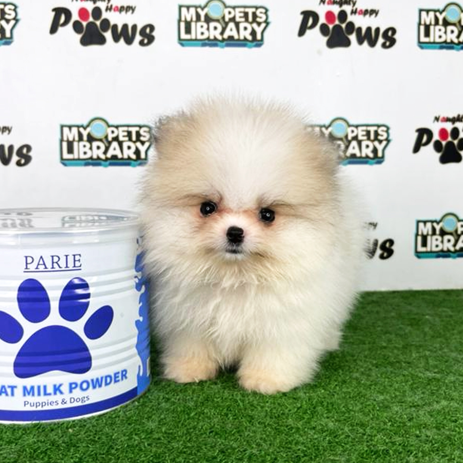 Pomeranian Puppy (Female) For Sale