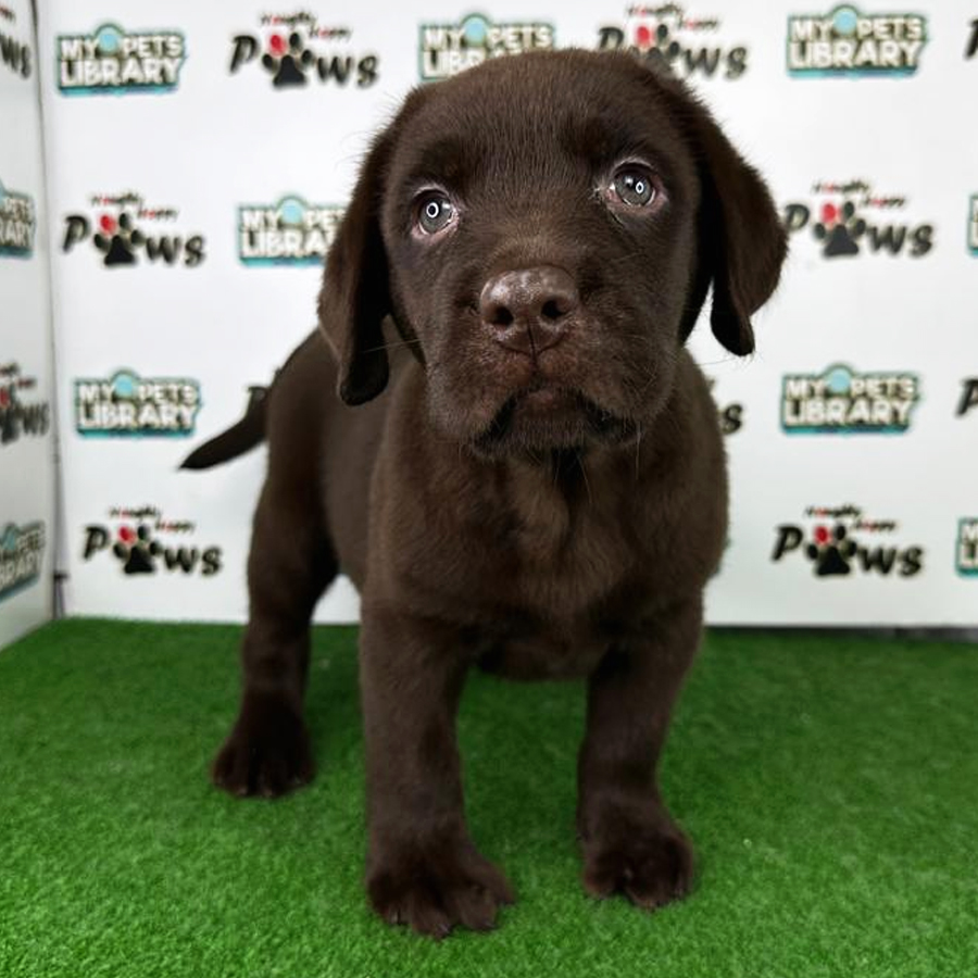 Labrador Retriever Puppy (Male) For Sale