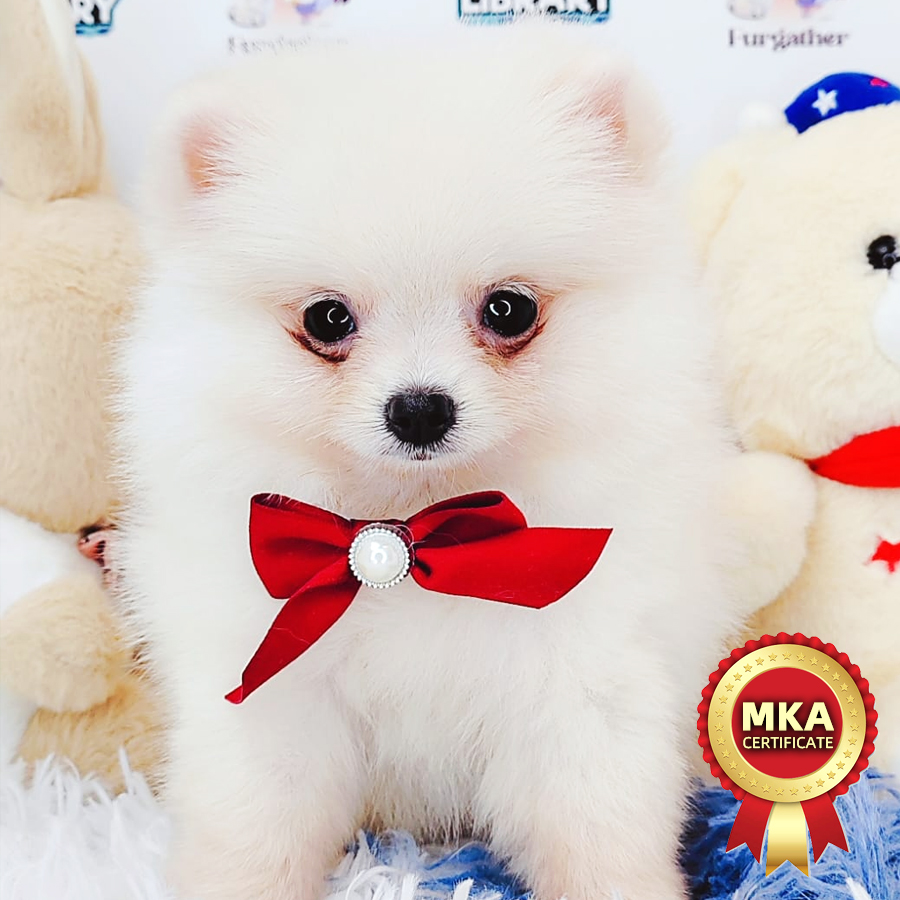 MKA Pomeranian Puppy (Female) For Sale