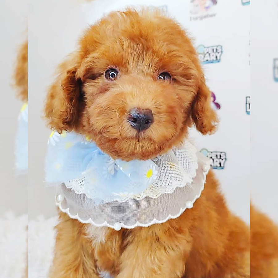 Toy Poodle Puppy (Male) For Sale