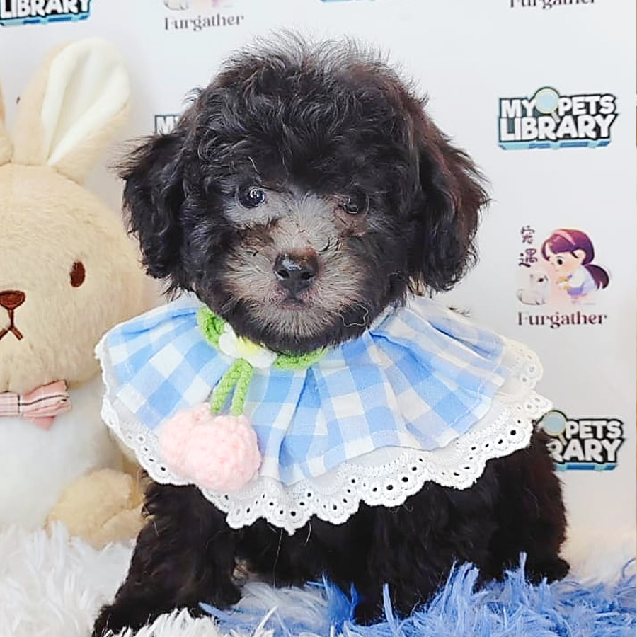 Toy Poodle Puppy (Male) For Sale