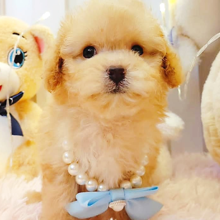 Tiny Poodle Puppy (Female) For Sale
