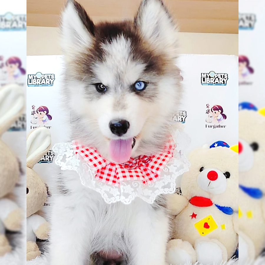 Wooly Husky Puppy (Female) For Sale
