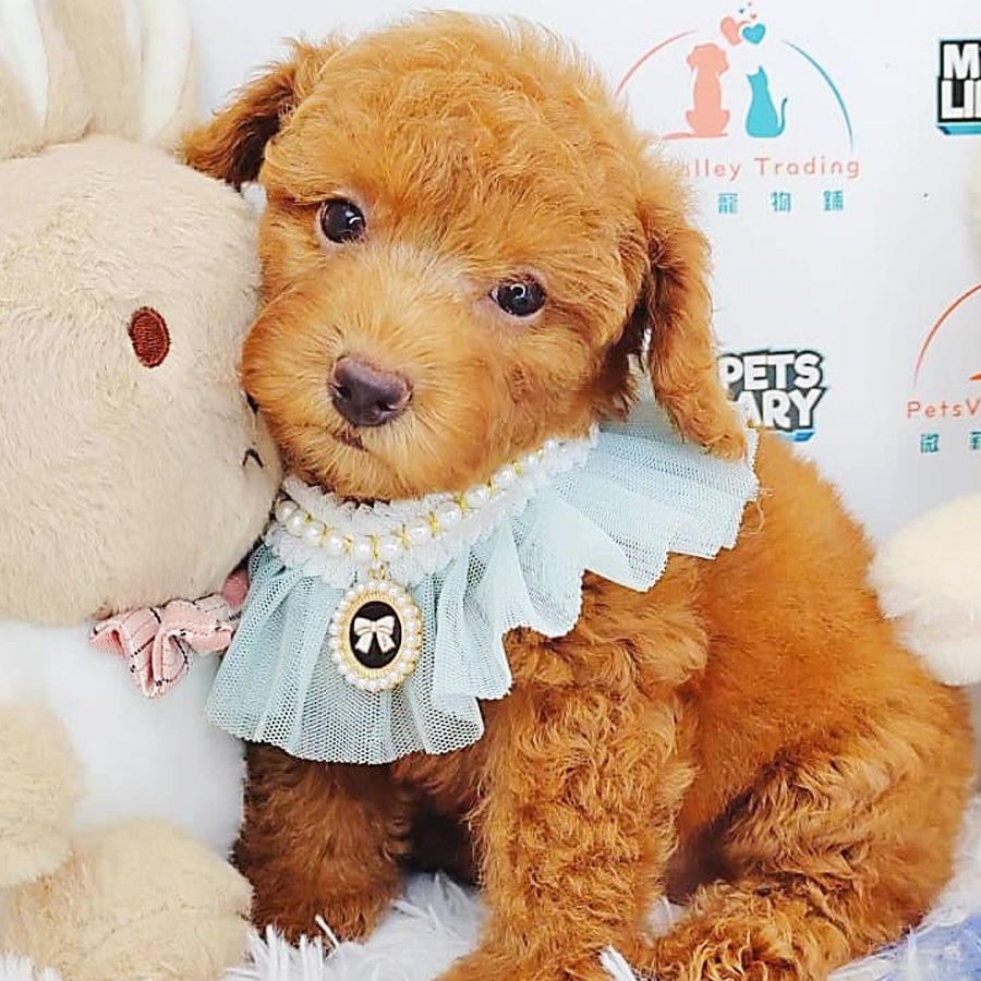 Toy Poodle Puppy (Female) For Sale