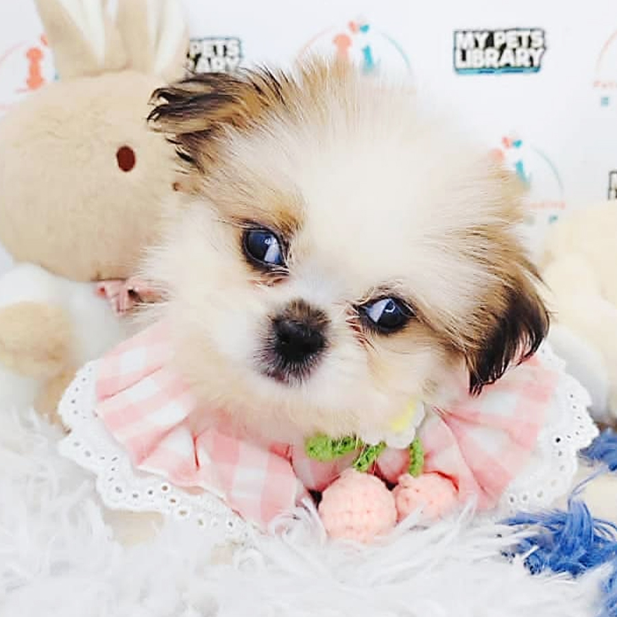 Shih Tzu Puppy (Male) For Sale