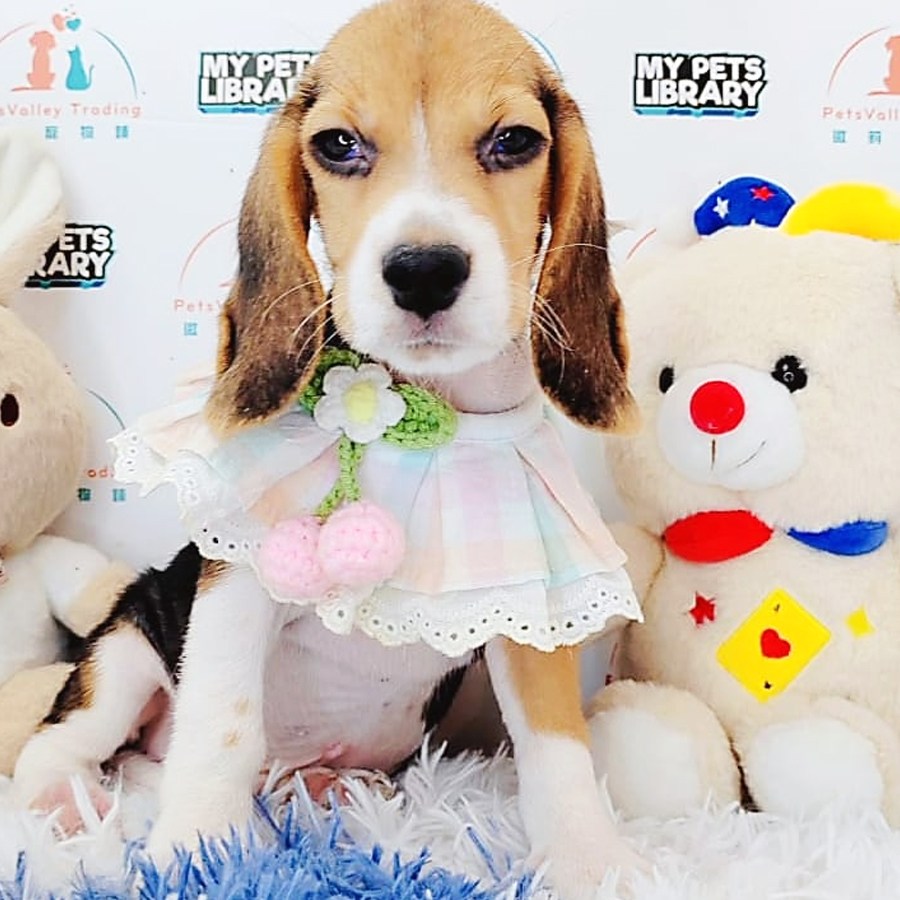 Beagle Puppy (Male) For Sale