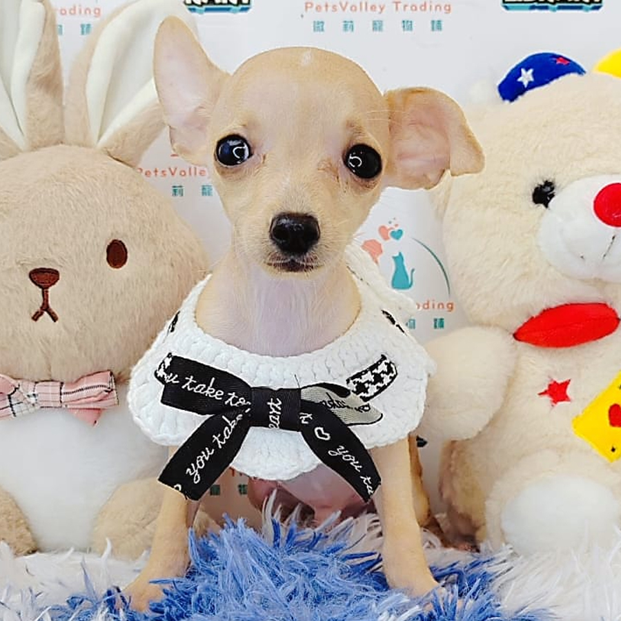 Shortcoat Chihuahua Puppy (Male) For Sale