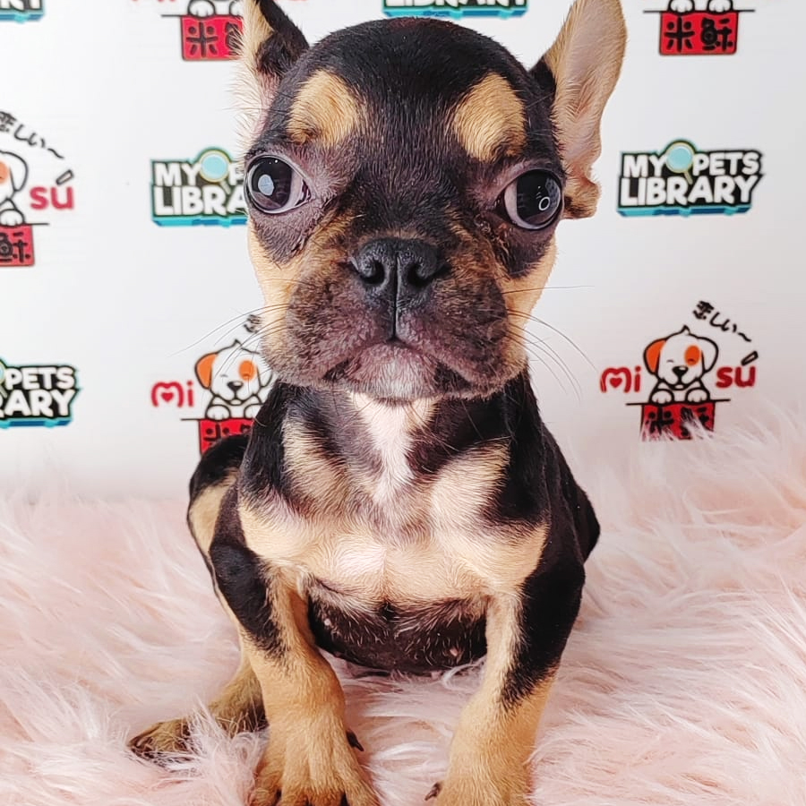 French Bulldog Puppy (Male) For Sale