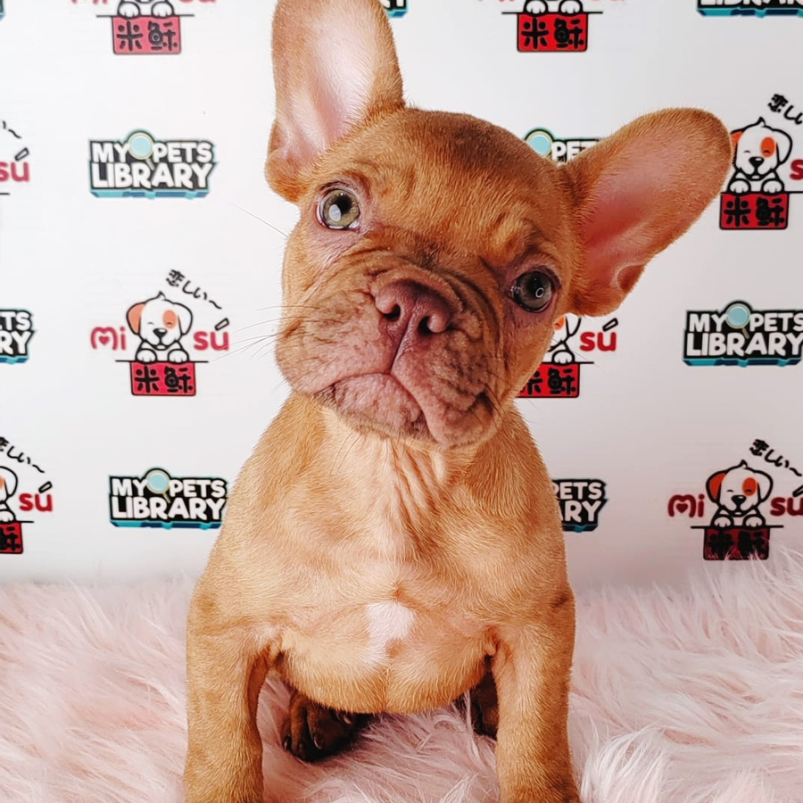 French Bulldog Puppy (Female) For Sale