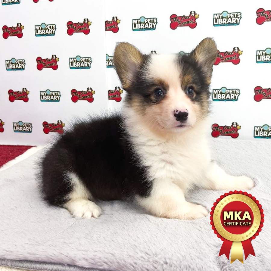 MKA Welsh Corgi Puppy (Male) For Sale