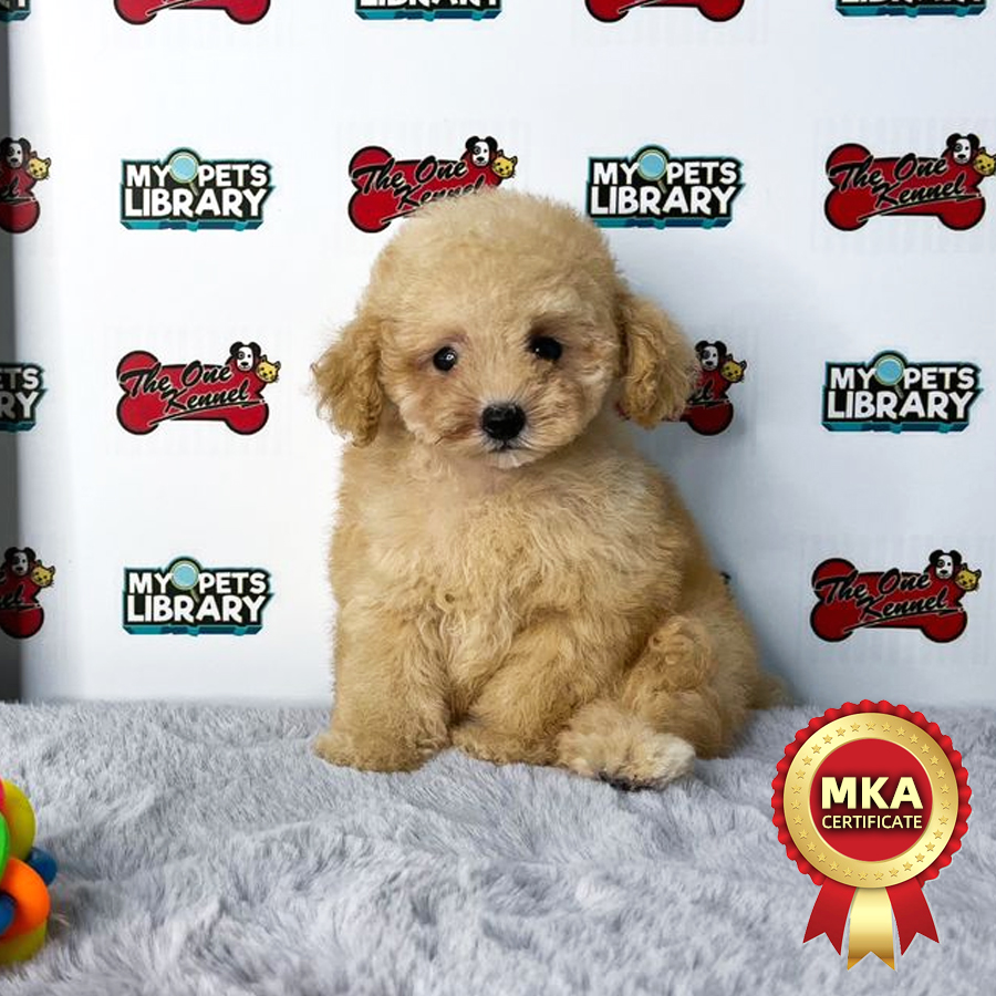 MKA Tiny Poodle Puppy (Female) For Sale