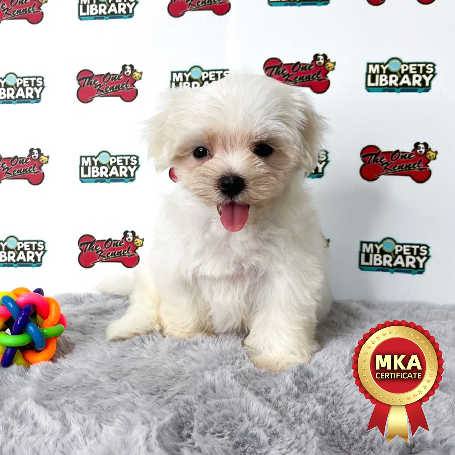 MKA Maltese Puppy (Female) For Sale