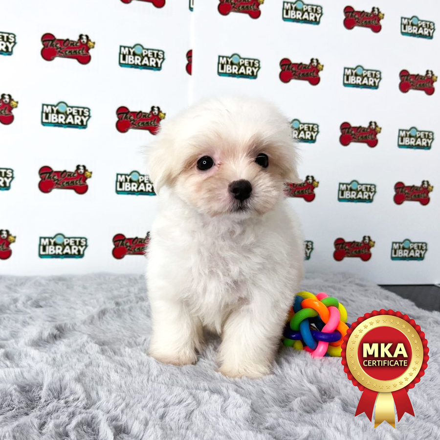 MKA Maltese Puppy (Male) For Sale