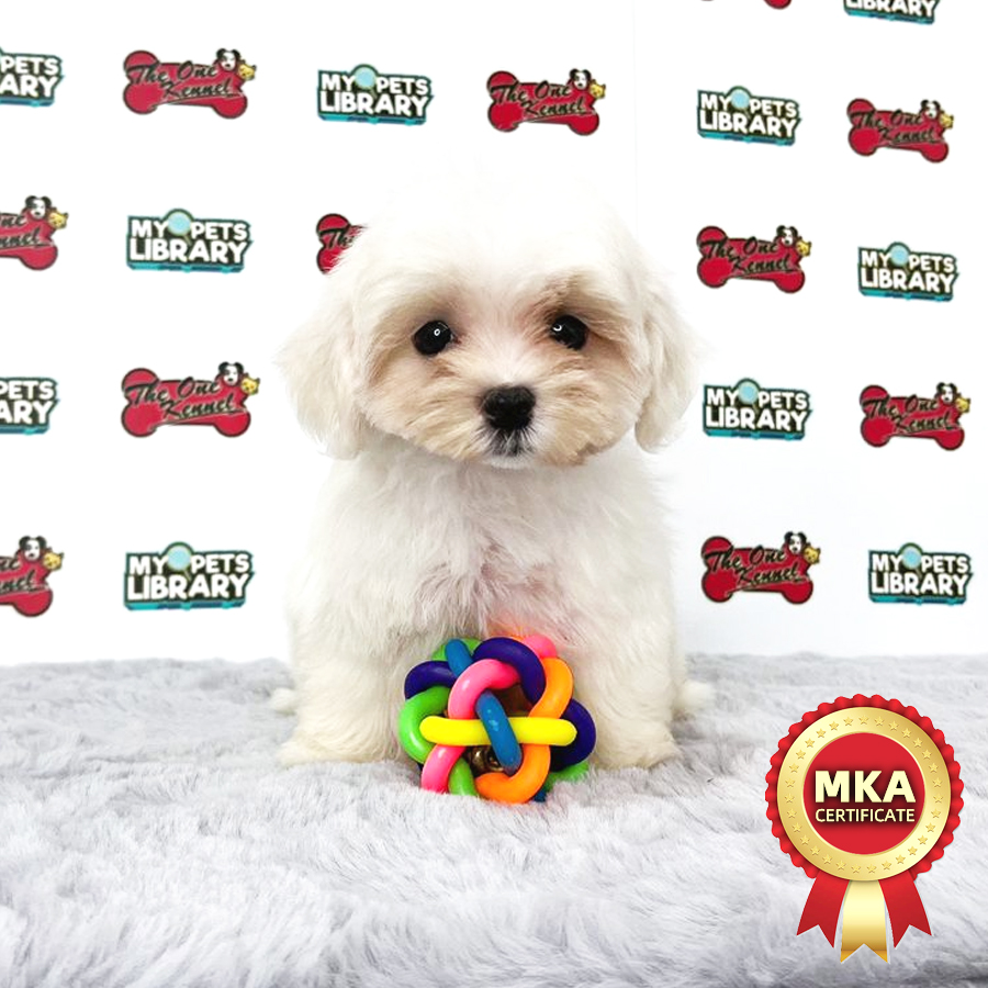 MKA Maltese Puppy (Female) For Sale