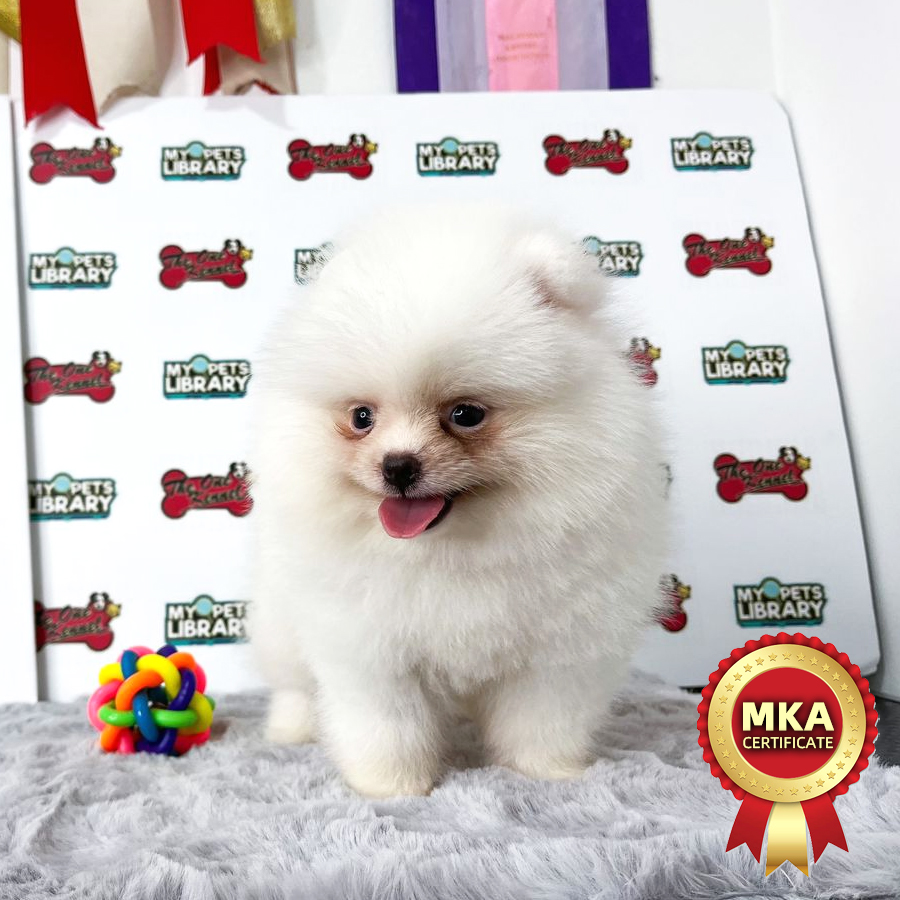 MKA Pomeranian Puppy (Female) For Sale