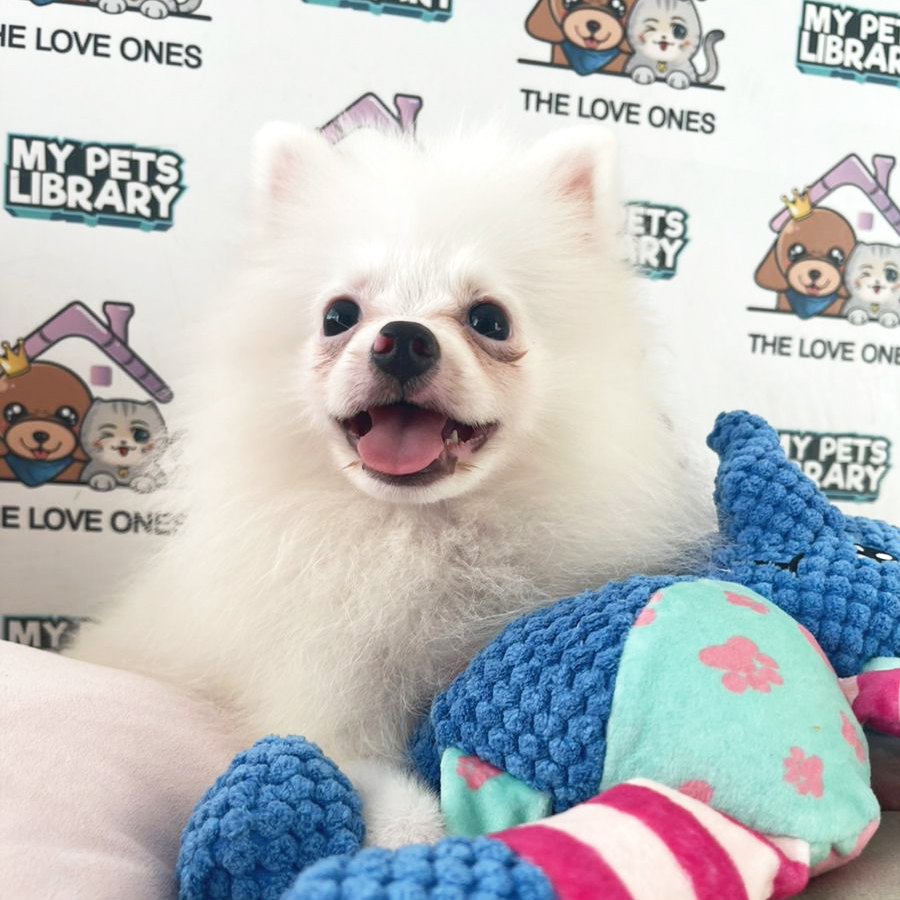 Tiny Pomeranian Puppy (Male) For Sale