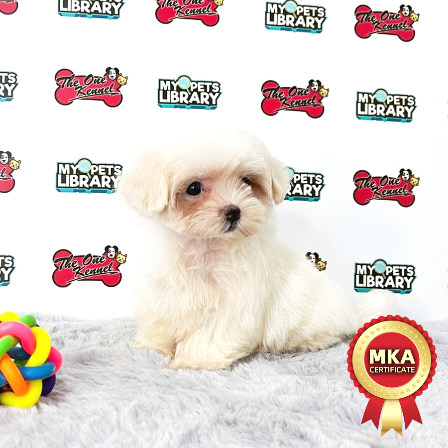 MKA Maltese Puppy (Female) For Sale