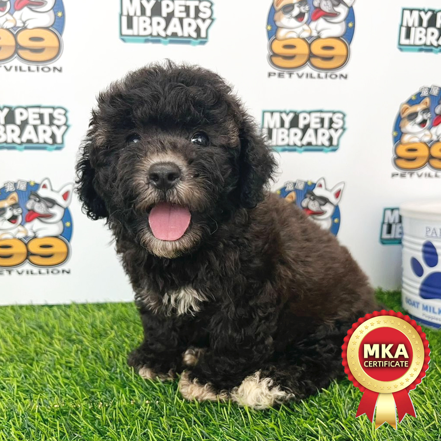 MKA Toy Poodle Puppy (Male) For Sale