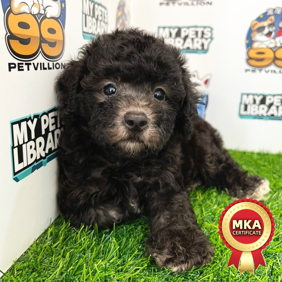 MKA Toy Poodle Puppy (Male) For Sale