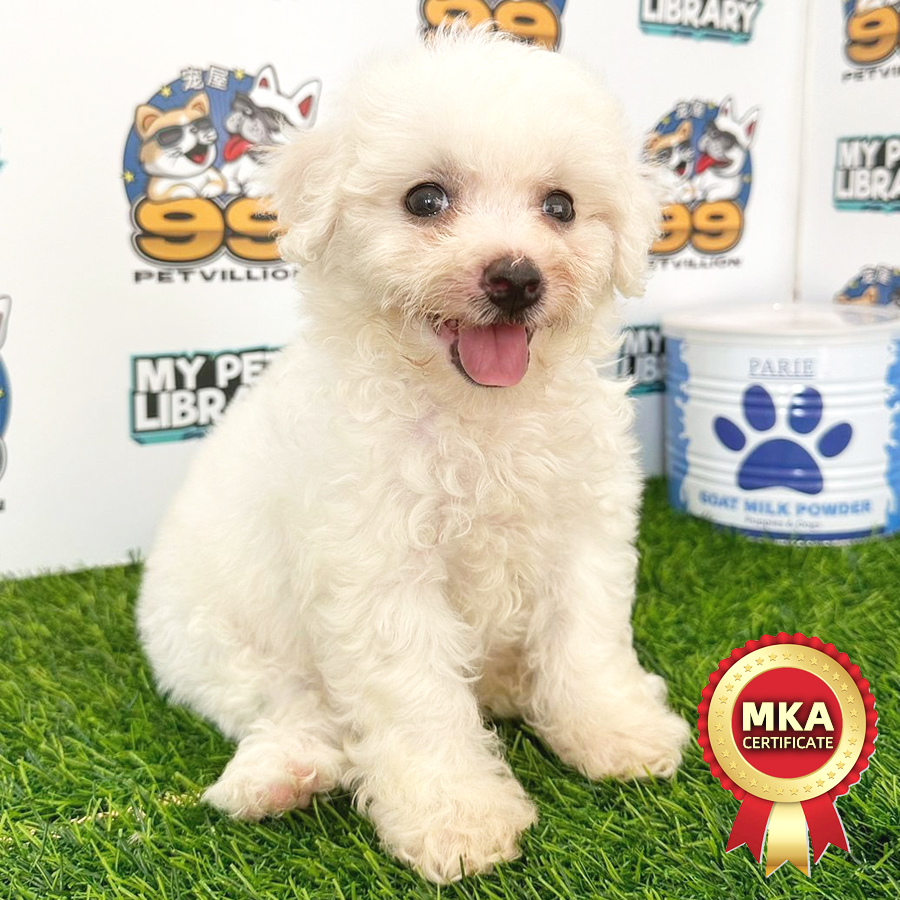 MKA Bichon Frise Puppy (Female) For Sale