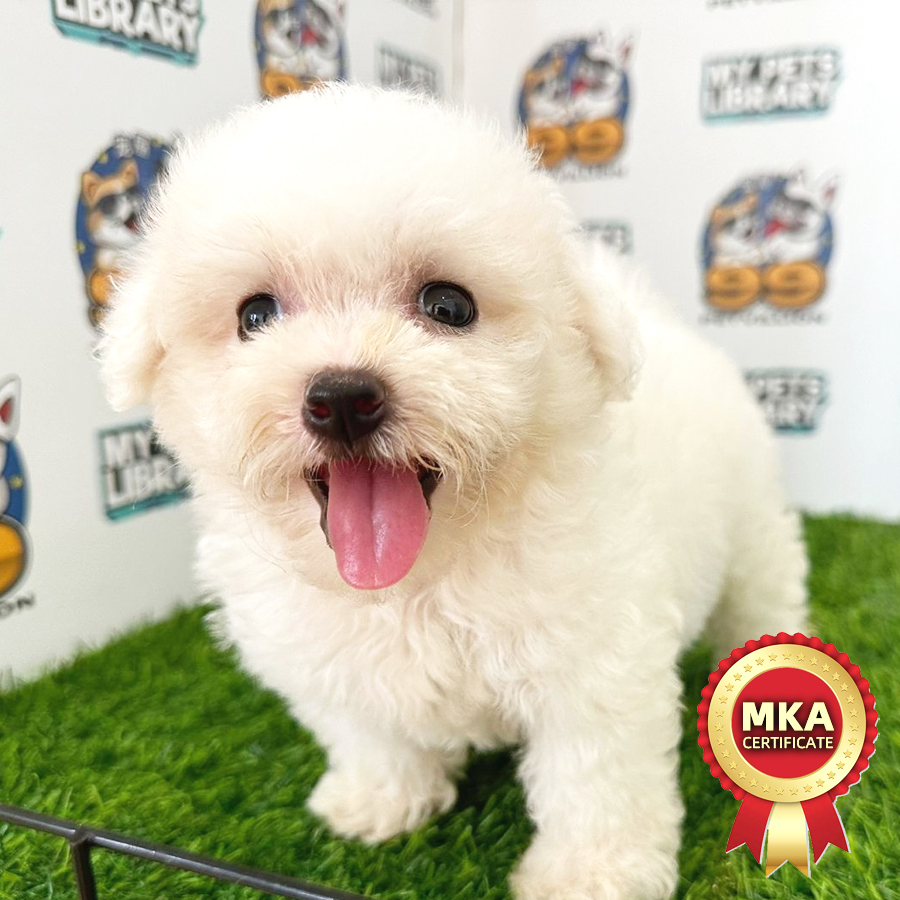 MKA Bichon Frise Puppy (Female) For Sale