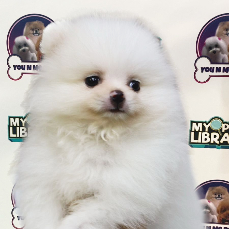 MKA Tiny Pomeranian Puppy (Male) For Sale