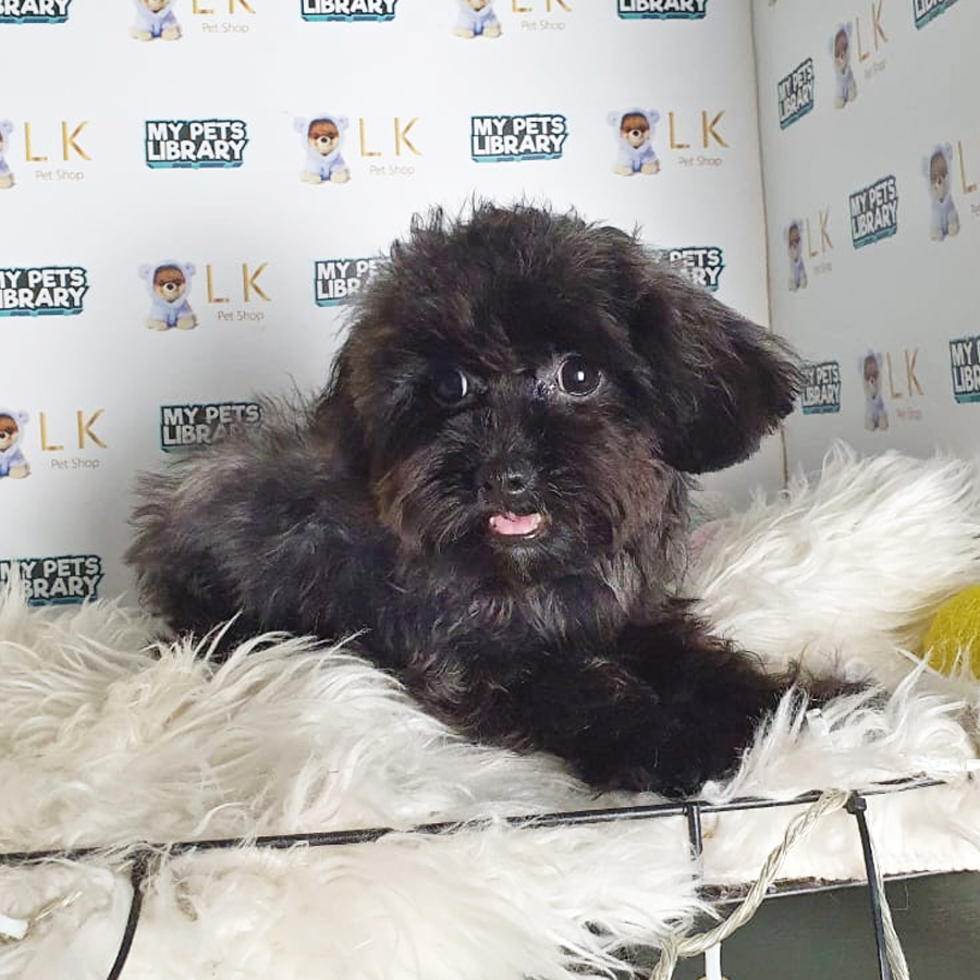 Toy Poodle Puppy (Female) For Sale
