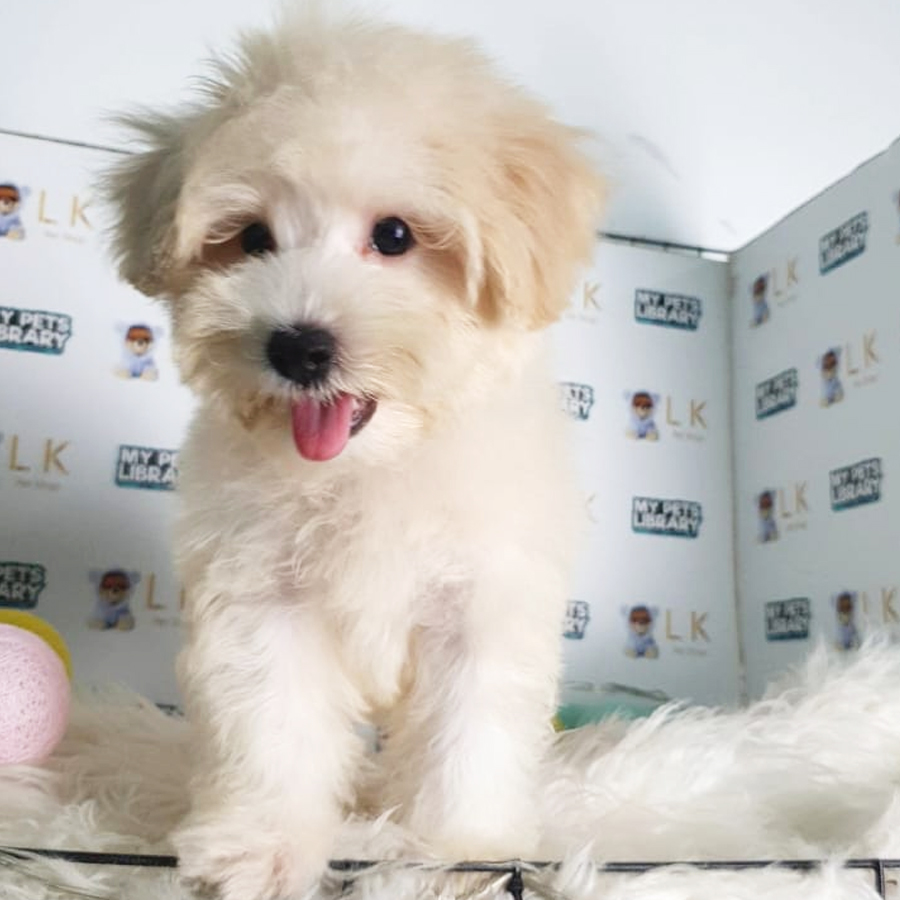 Maltipoo Puppy (Male) For Sale