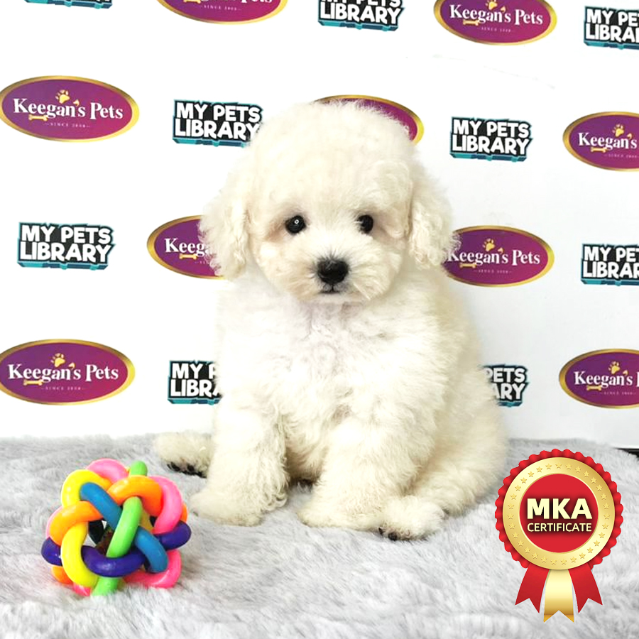 MKA Toy Poodle Puppy (Male) For Sale